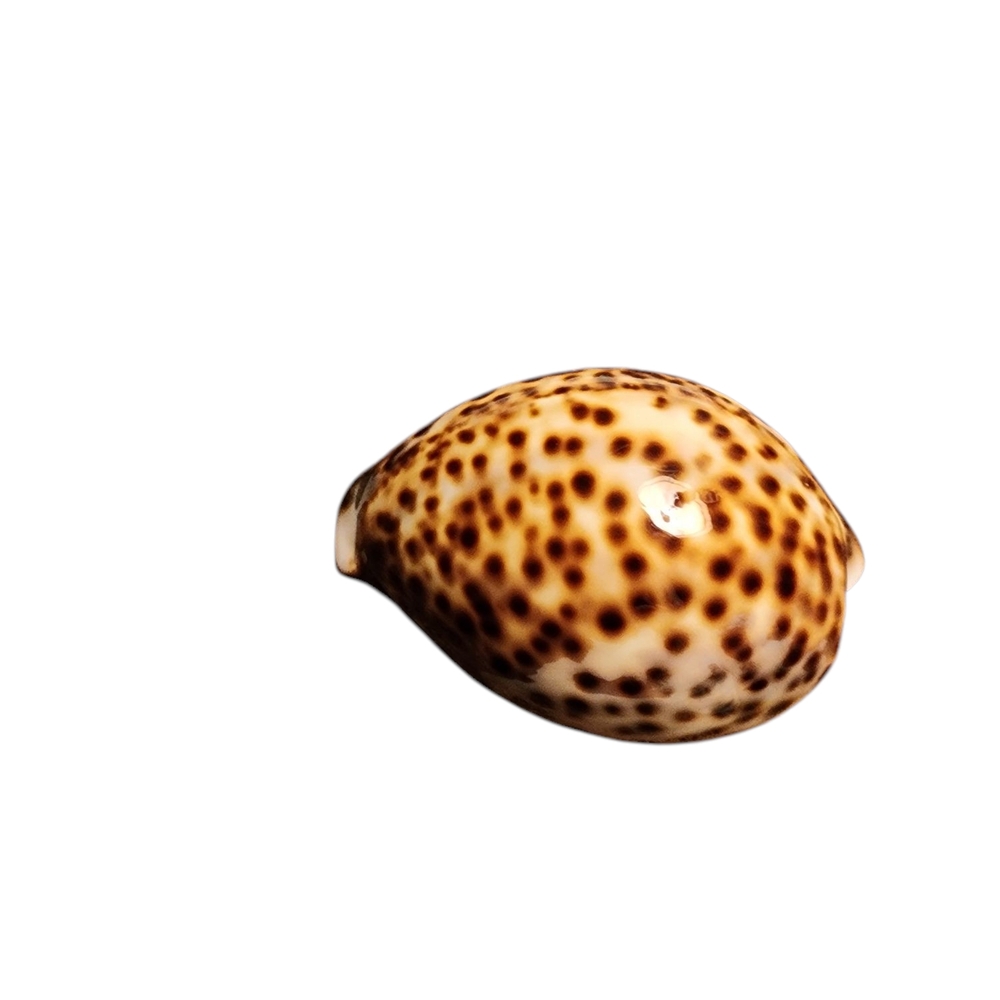 Spotted Shell with Brown and Cream Hues